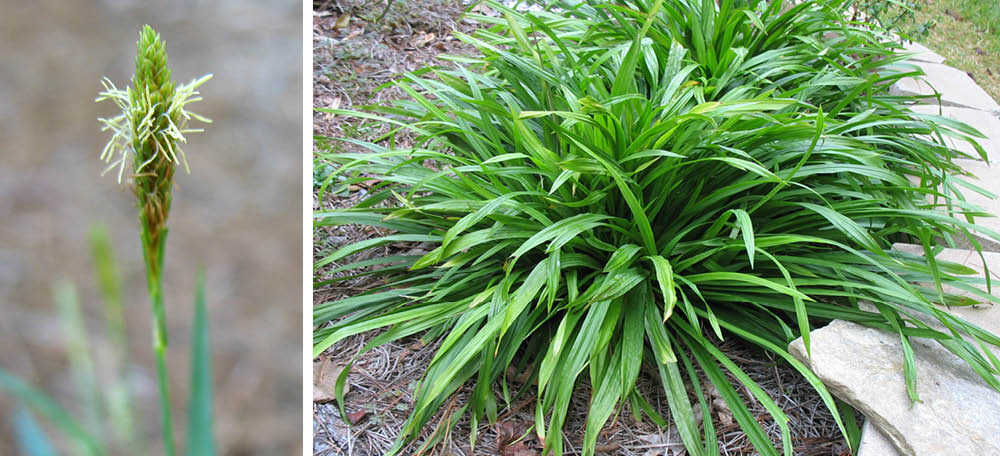 Carex laxiculmis flower (left) and Carex plantaginea (right)