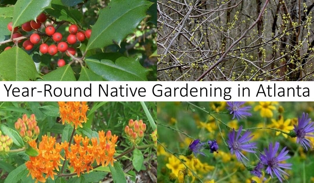 A Year of Native Gardening in Atlanta with Intown GNPS