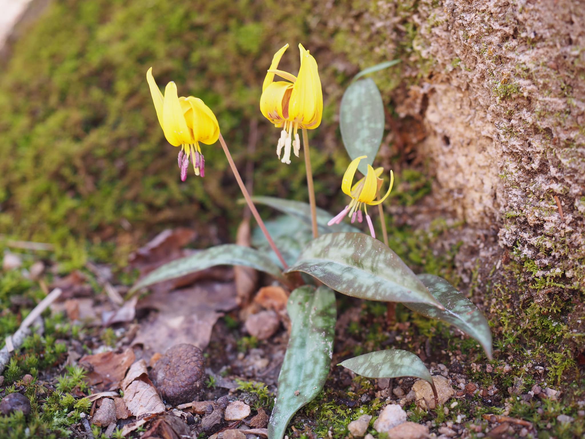trout lily in bloom