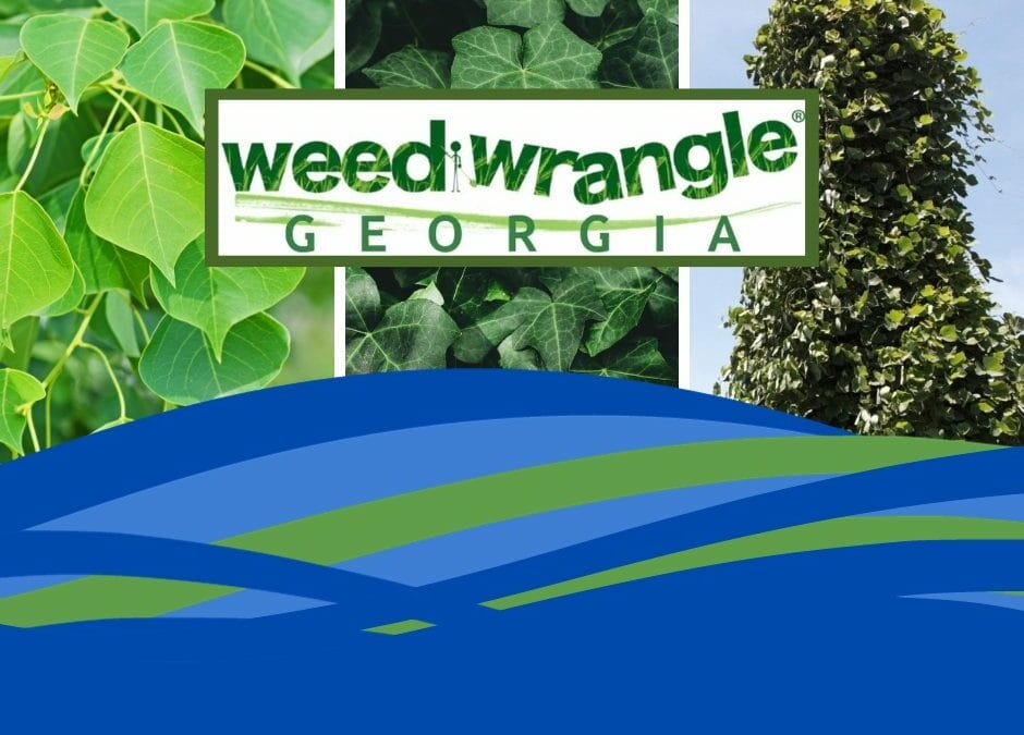 Weed Wrangle at the Oconee River Greenway 1/15/2024 10 AM to Noon