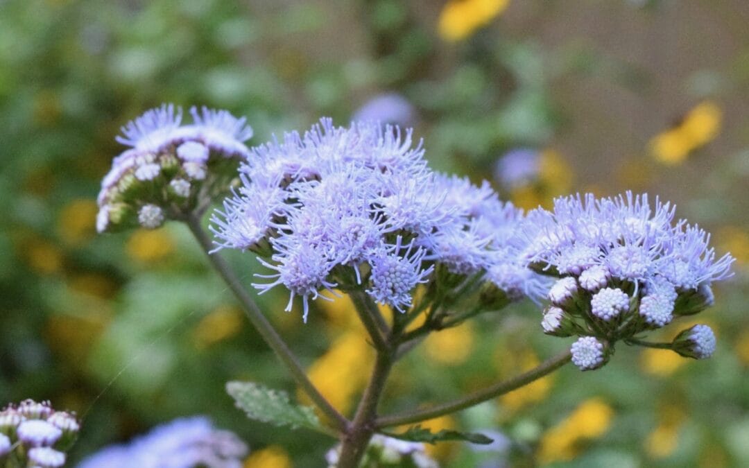 2024 Plant of the Year: Blue Mistflower