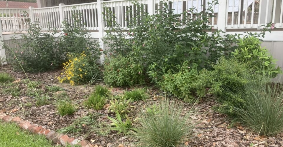 Alapaha Depot NE Garden 7 months