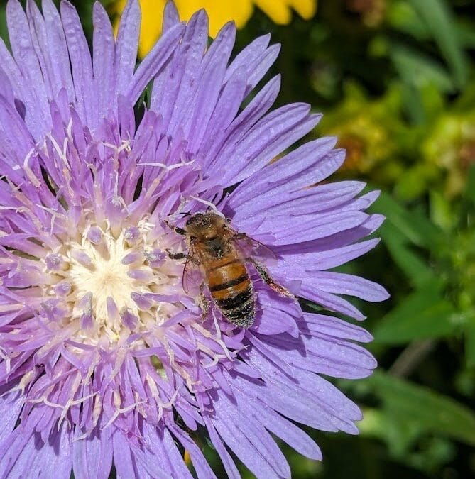 Pollinator Week BioBlitz Meetup at Centerville Library Native Plant Garden