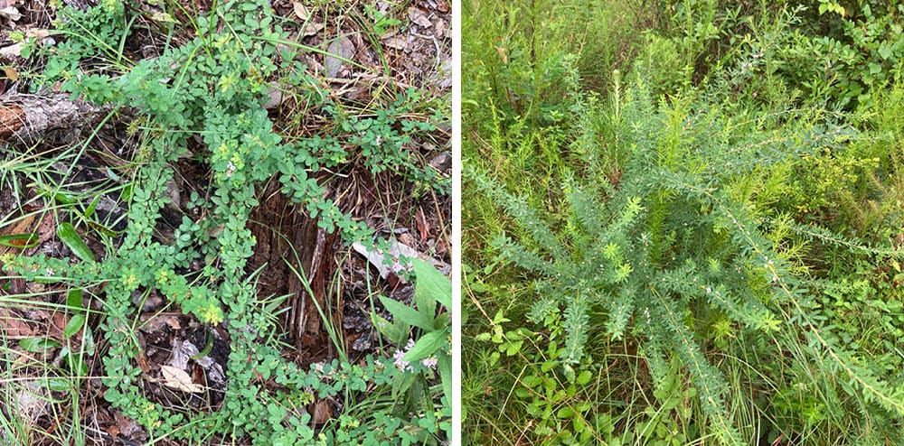 Lepedezza Invasive Species Management (Part 4): Understanding Target Plants - GNPS