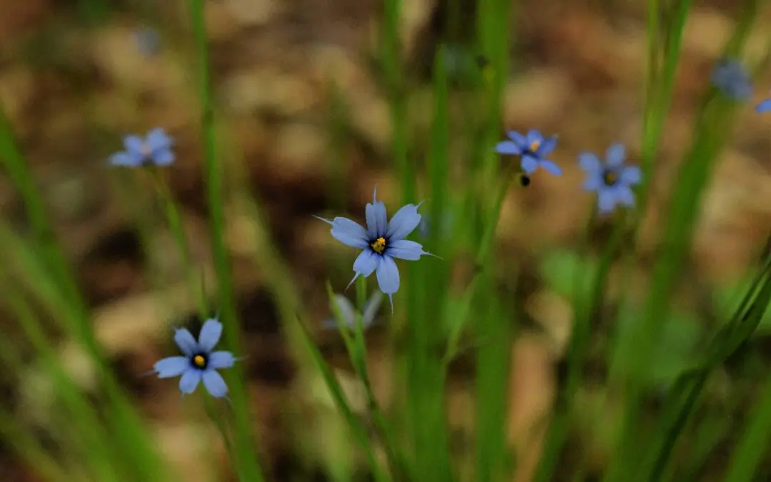 Georgia Native Plant Society Plant of The Year Learn More
