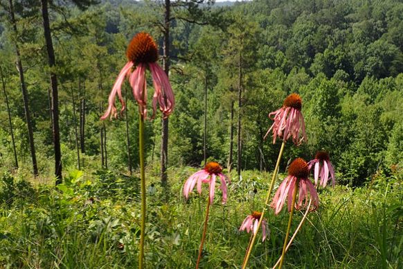 Comment on Plant Conservation Measures in Georgia’s State Wildlife Action Plan