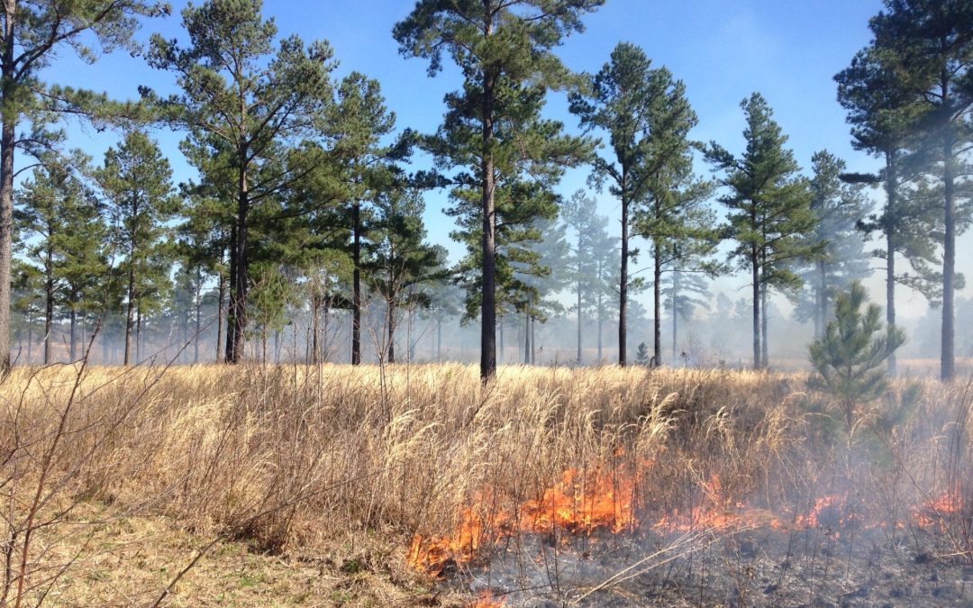 Athens East-Piedmont April Meeting, “Prescribed Fire: A Critical Tool for Plant Diversity”