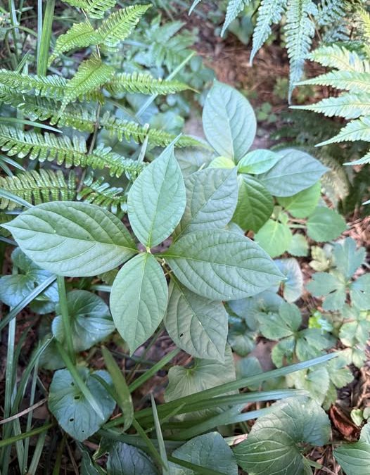 Feeling “chafed” by another invasive? Tips for ID and control