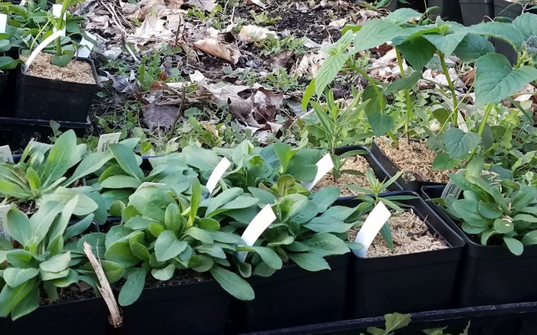 Fall Plant Sales – Atlanta Area