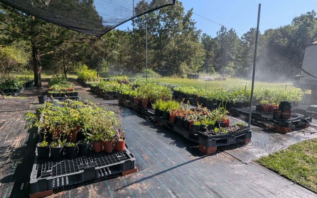 Work Days at Boy Scout Road Nursery