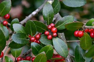Annual Holiday Potluck