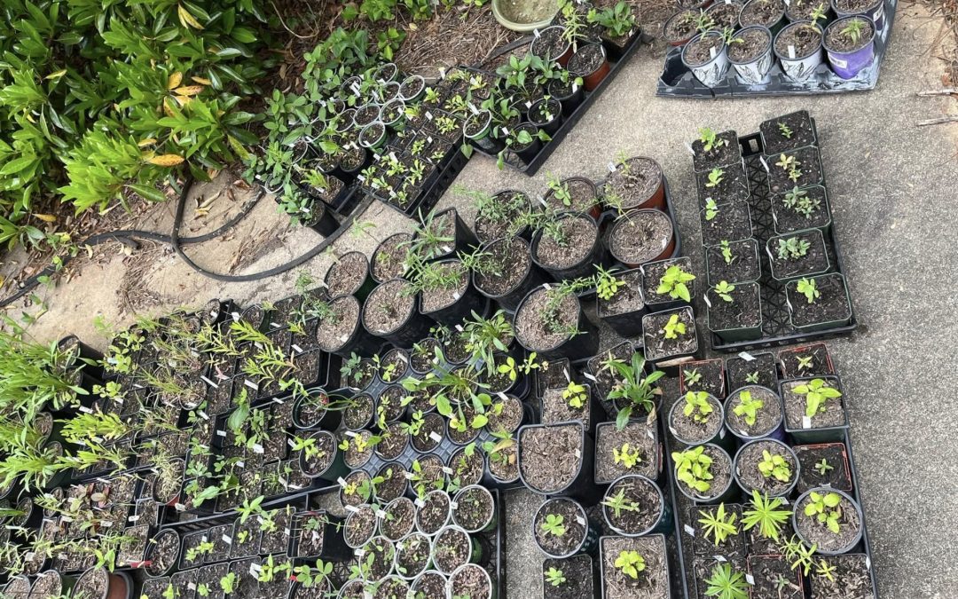 Rescheduled January Meeting: Native Plant Seed Starting (Virtual Event)