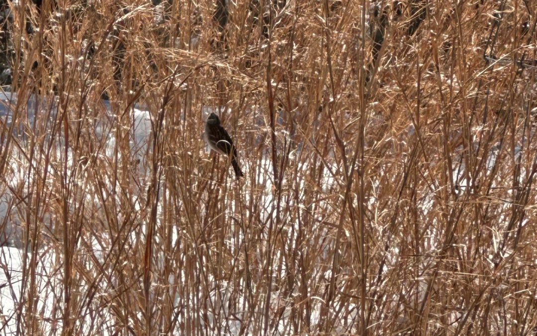 Building a Better Backyard for Birds