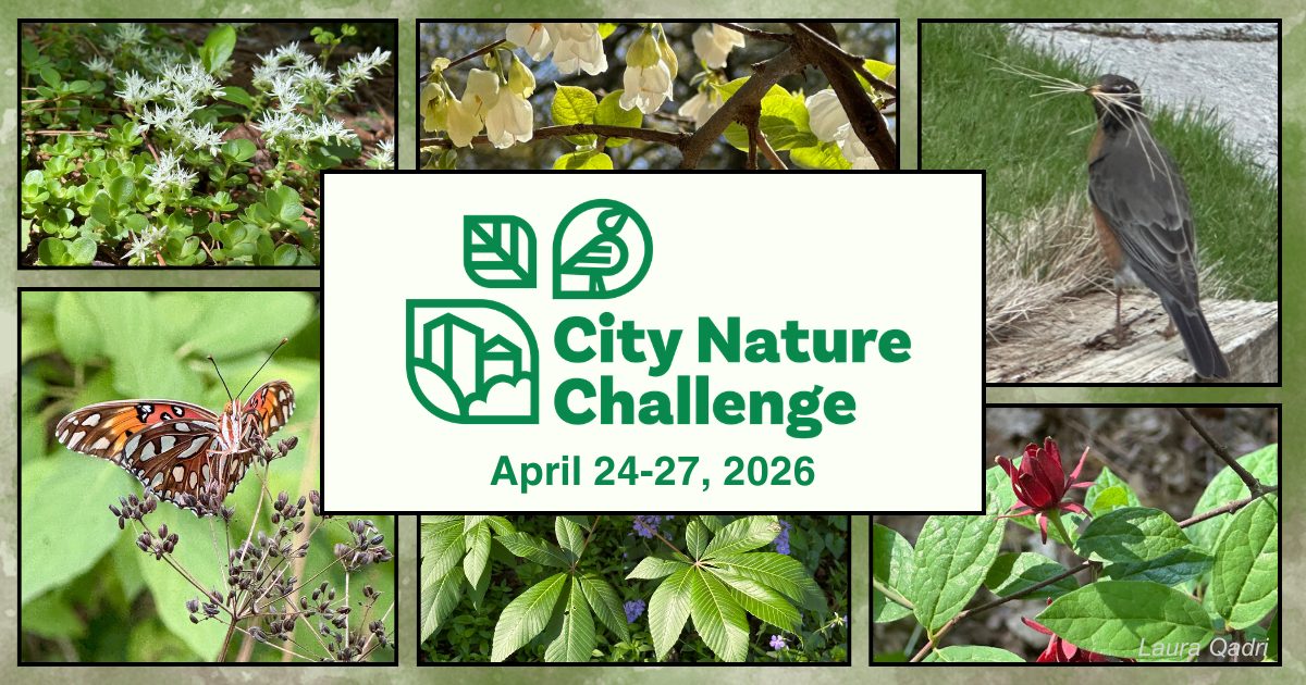 City Nature Challenge logo with photos of plants and wildlife as a backdrop