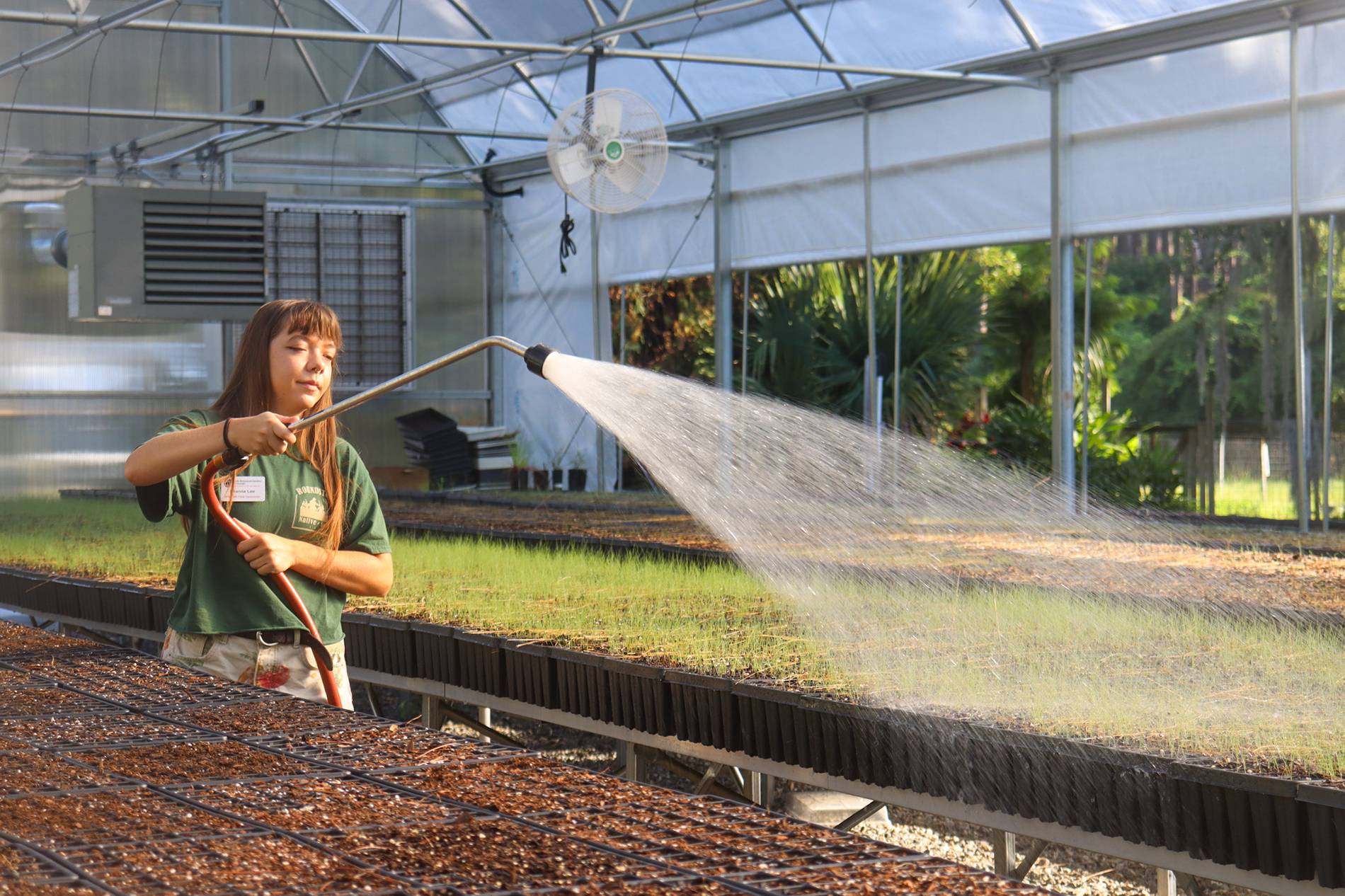 Woman uses a host to water small plants in a greenhouse.