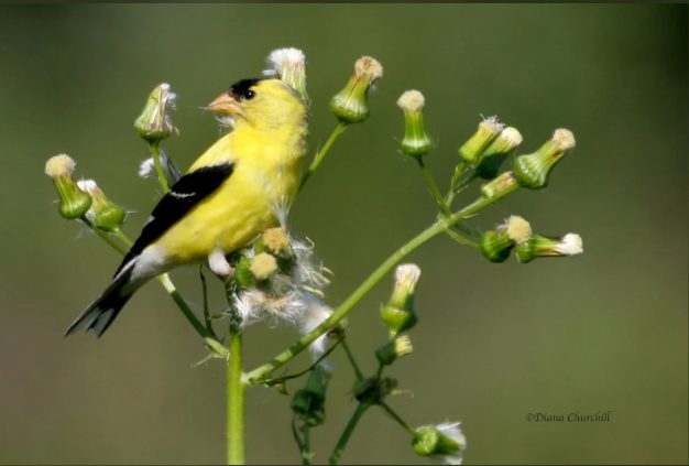 American goldfinch perched on a thistle plant as flowers fade and seeds are present.