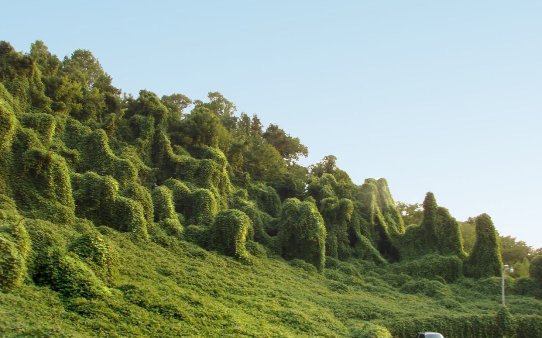 June Chapter Meeting – All Things Invasive