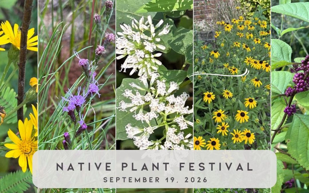 Boy Scout Road Native Plant Festival (Byron, GA)