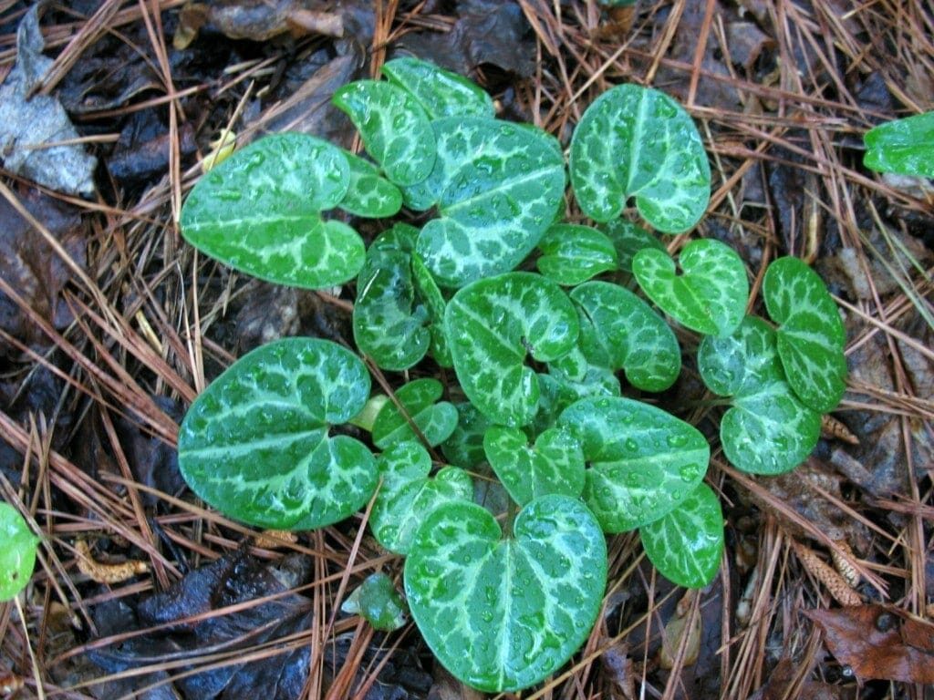 Wild Ginger (Asarum canadense) | Western Carolina Botanical Club, image size:1024x768